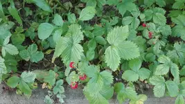 IMG_20200623_173922.webp
