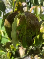 Hartriegel 1.webp