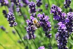 Lavendel a.jpg