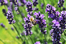 Lavendel a.webp