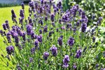 Lavendel b.jpg