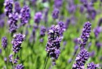 Lavendel c.jpg
