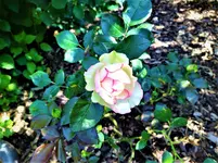 IMG_20200624_111330_4.webp