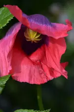 DSC_0358.webp