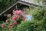 Rose Rosarium Uetersen1020.JPG