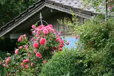 Rose Rosarium Uetersen1020.webp
