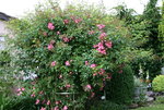 Rose Juanita  0120.JPG