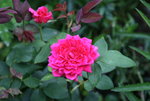 Rose Mark  0120.JPG