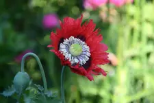 Mohn  0520.webp