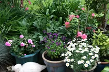 Terasse    1120.webp