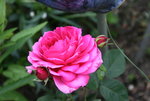 Rose Wise Portia0120.JPG