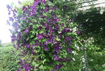 Cl.vit.Viola1519.JPG