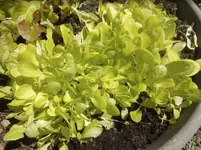 salat.webp
