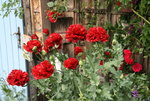 Mohn  0220.JPG