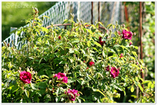 Rosenstützen g.webp