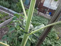 2020-06-25 20.47.11.webp