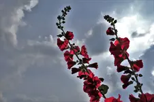 2020blmn110.webp