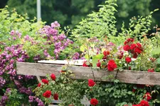 Rosen a.webp