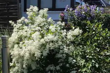 Clematis b.jpg