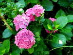 P1020153.JPG