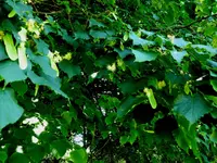 P1020150.webp