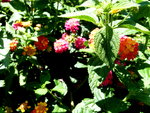 P1020167.JPG