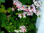 P1020147.JPG
