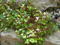 DSCN8916.webp