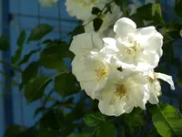 B655731E-DAB2-4688-9785-D26E1433CEBE.webp
