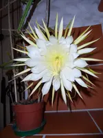 SAM_1798.webp