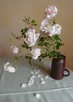 SAM_1781.webp