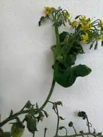 IMG_20200627_152944.jpg