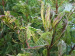 DSCF3802.JPG