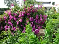 DSC01106.webp