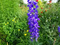 DSC01107.webp