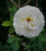 2020rsn07.webp
