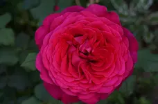 2020rsn09.webp