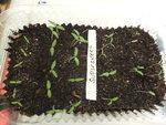 002 Tomaten 31.03..JPG