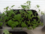 004 Tomaten 17.04.20.JPG