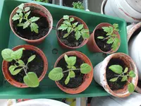 005 Tomaten 23.04.2020.JPG