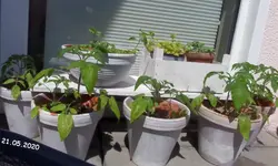 Tomaten 21.05.20.webp