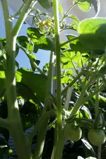 SAM_0008.webp