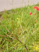 IMG_20200615_100341.webp