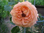 IMG_7212.JPG