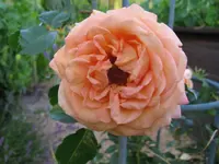 IMG_7212.webp