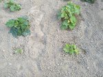 IMG_20200627_182059.jpg