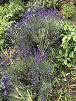 IMG_4880.JPG