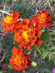 IMG_4883.JPG