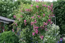 Rose Super Dorothy0116.webp