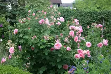 Rose Hyde Hall1319.webp